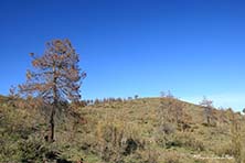 No solo es el pinar de reforestaci&oacute;n el afectado por esta situaci&oacute;n. Tambi&eacute;n han muerto ejemplares aislados, de buen porte y vigor, como refleja esta imagen. Foto: PROYECTO SIERRA DE BAZA