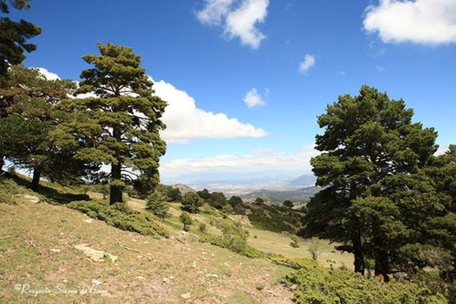 Pinos silvestres en la cabecera del Barranco de Angulo con la Hoya de Baza al fondo
