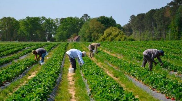 oferta-empleo-trabajadores-agricolas