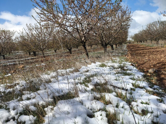 plantacion de almentros sufriendo las heladas