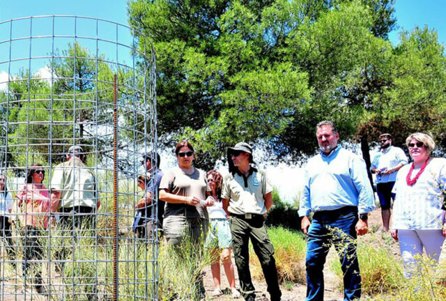 Regeneracion-Sierra-de-Baza_1