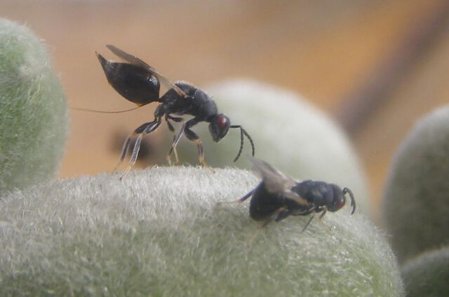 avispilla del almendro
