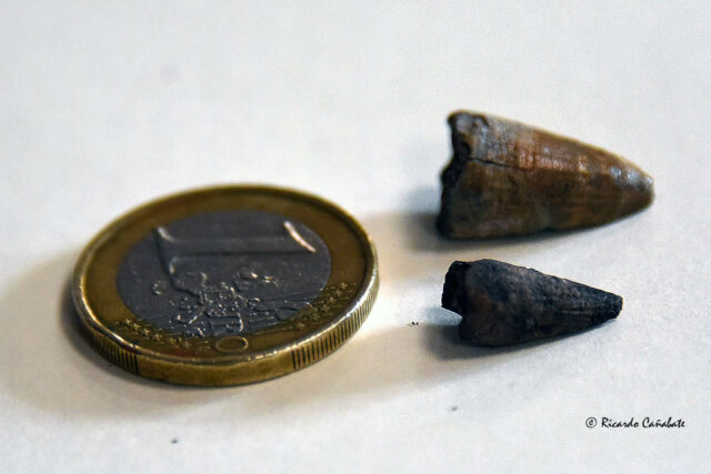 RP Baance campaña 2024 en yacimiento Baza1 (3)