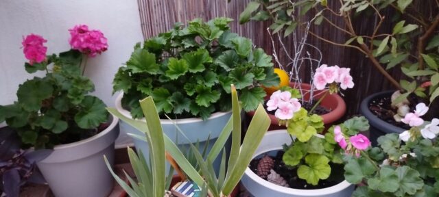 634 Poco más se necesita