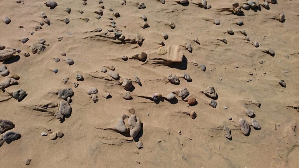 665. La canción de las ballenas