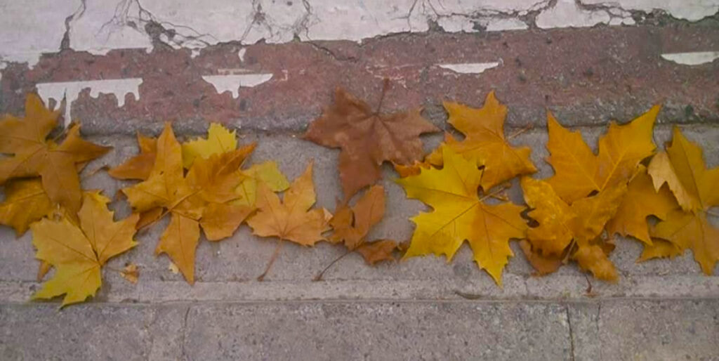 673. Como hojas muertas