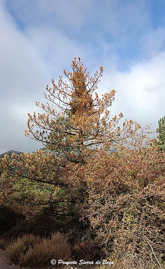 Muérdago en el Calar de Santa Bárbara_Foto Proyecto Sierra de Baza