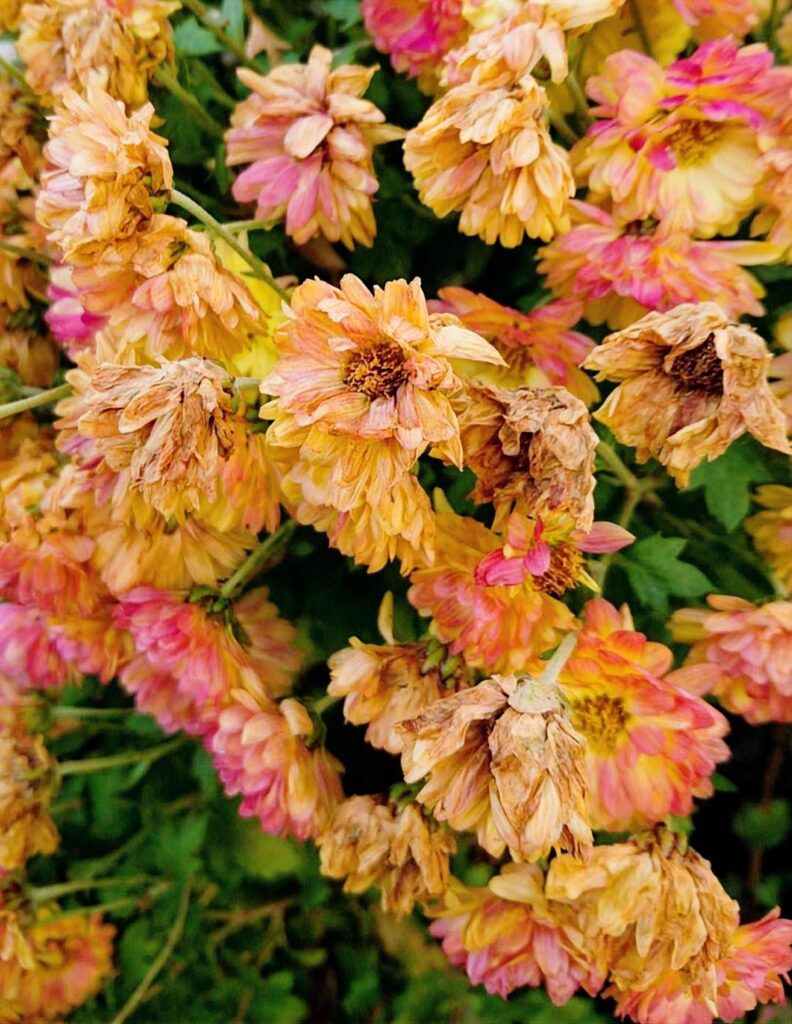 684. Protocolos de actuación