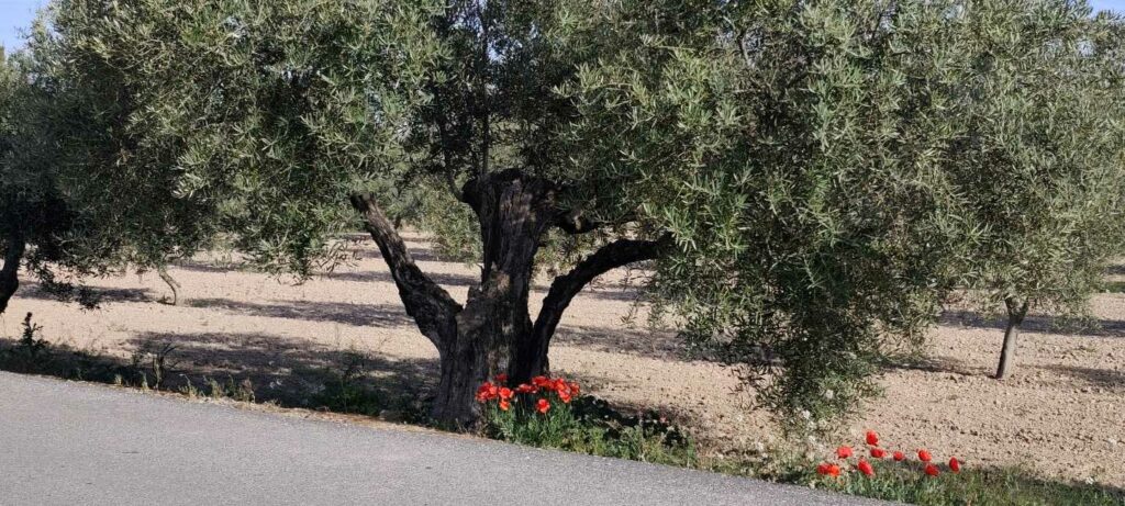 699. Un puñado de amapolas