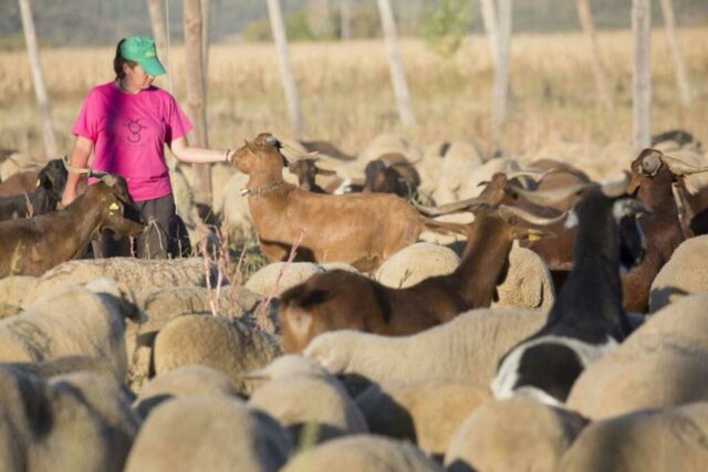 Ayudas a ganaderos por las borrascas